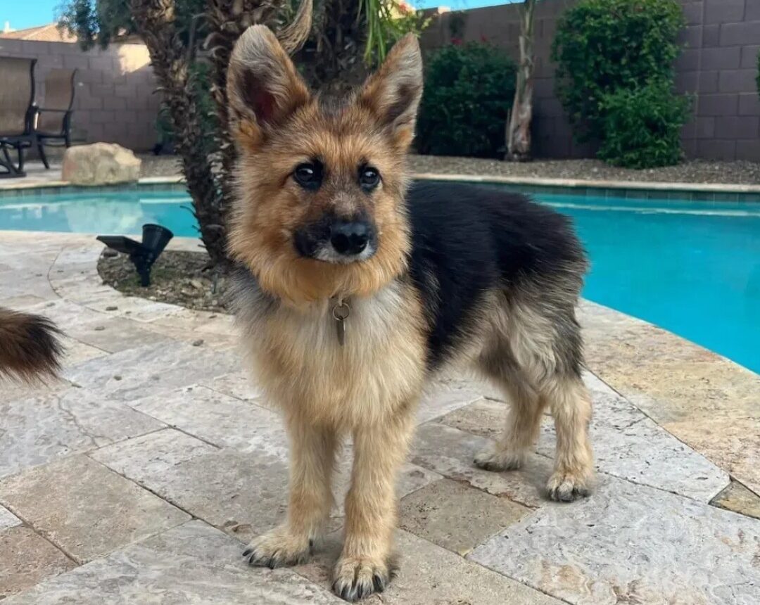 Un pastor alemán adulto que parece cachorro: el caso de Ranger