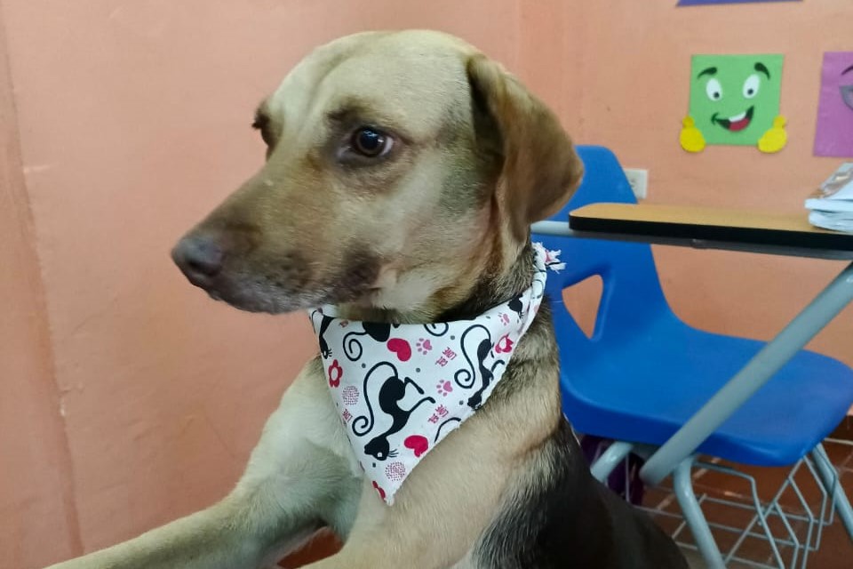 Ayúdanos a encontrar a Princesa: La cachorrita de unas tareas dirigidas en Maracaibo está desaparecida