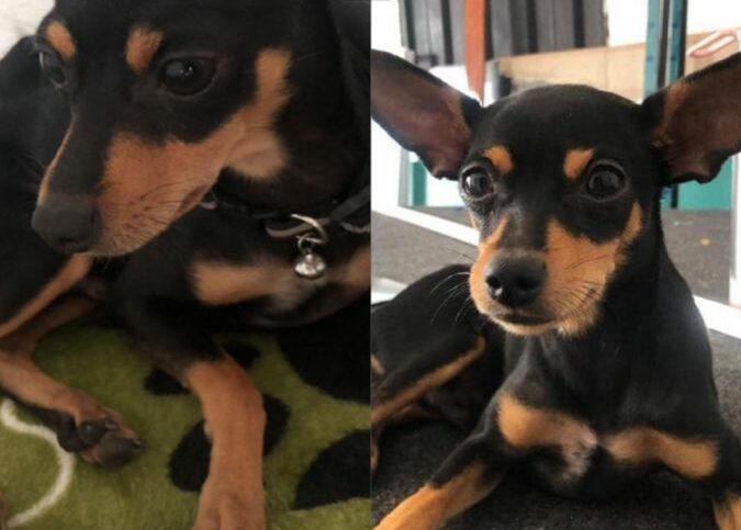 Se busca a Zeus, un perrito perdido en Cuatricentenario