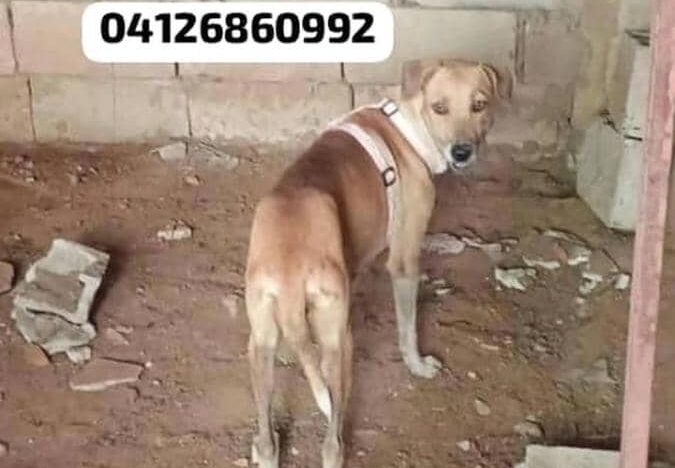 Buscan desesperadamente a perrita extraviada en el sector Los Robles